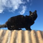 Black cat with yellow eyes on rooftop overlooking small red house under blue sky