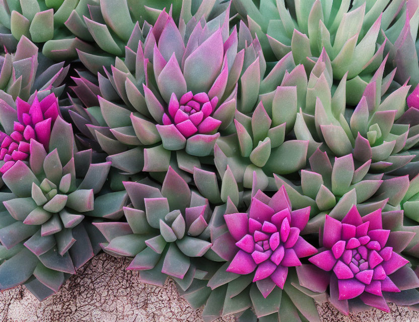 Colorful Cluster of Green and Purple Succulents in Arid Soil