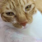 Striped Cat with Green Eyes and Pink Nose Resting on White Surface