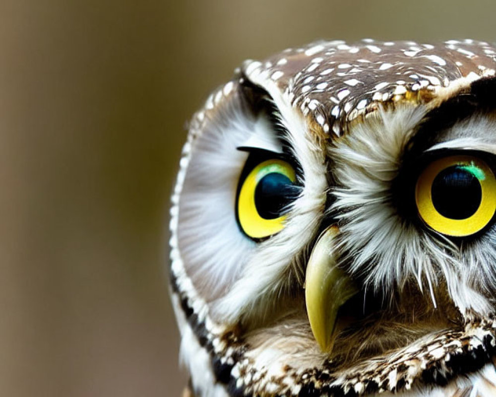 Detailed Owl Portrait with Yellow Eyes and Spotted Feathers