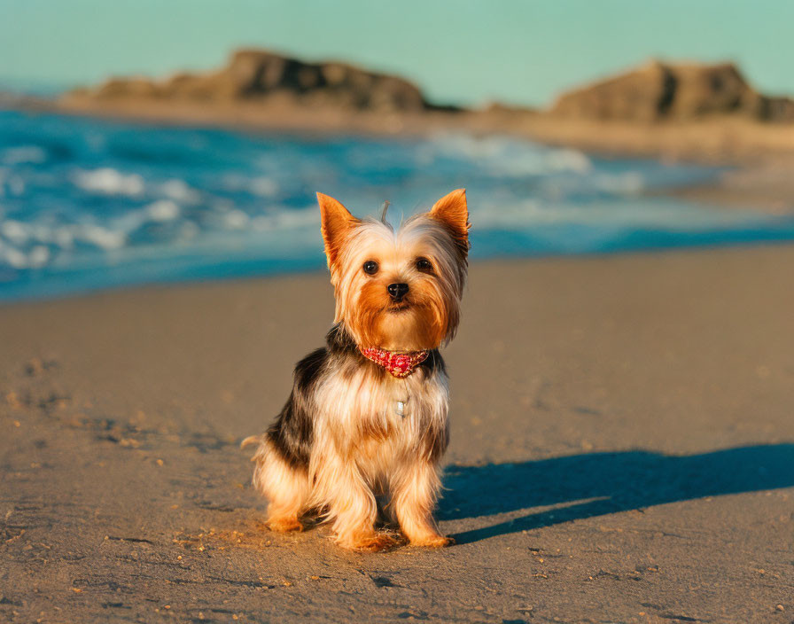 Small Yorkshire Terrier on Sandy Beach with Ocean Rocks & Blue Sky