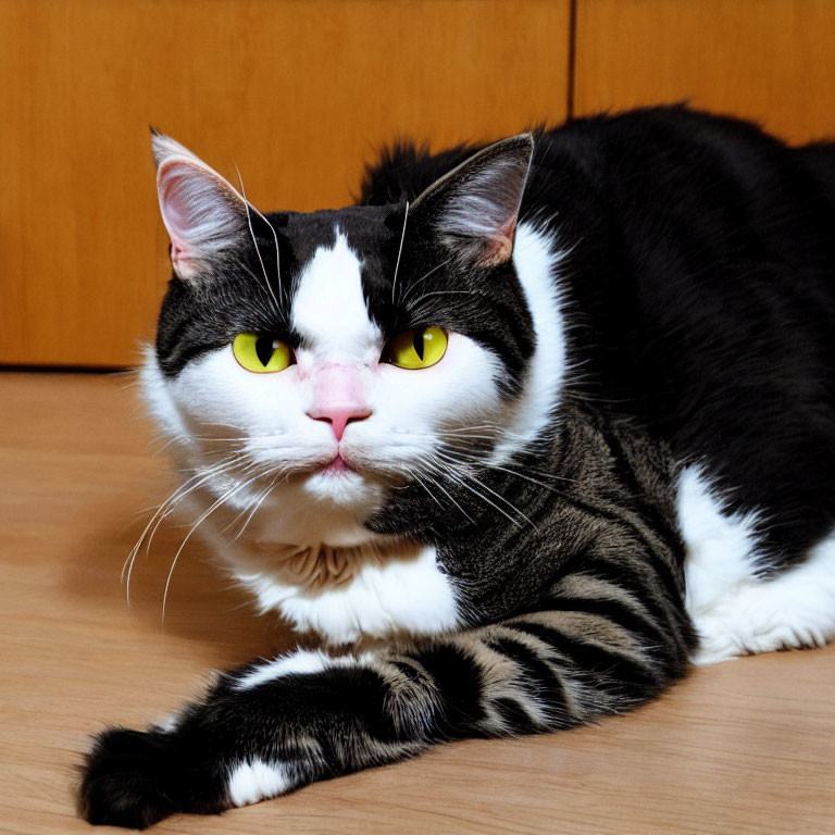 Black and White Cat with Yellow Eyes on Wooden Floor