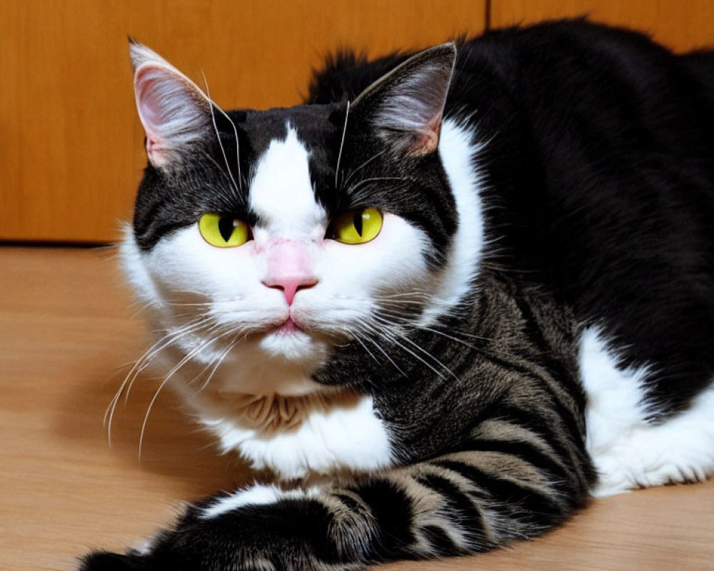 Black and White Cat with Yellow Eyes on Wooden Floor