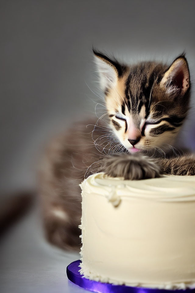 Striped kitten with closed eyes near white frosted cake on purple stand