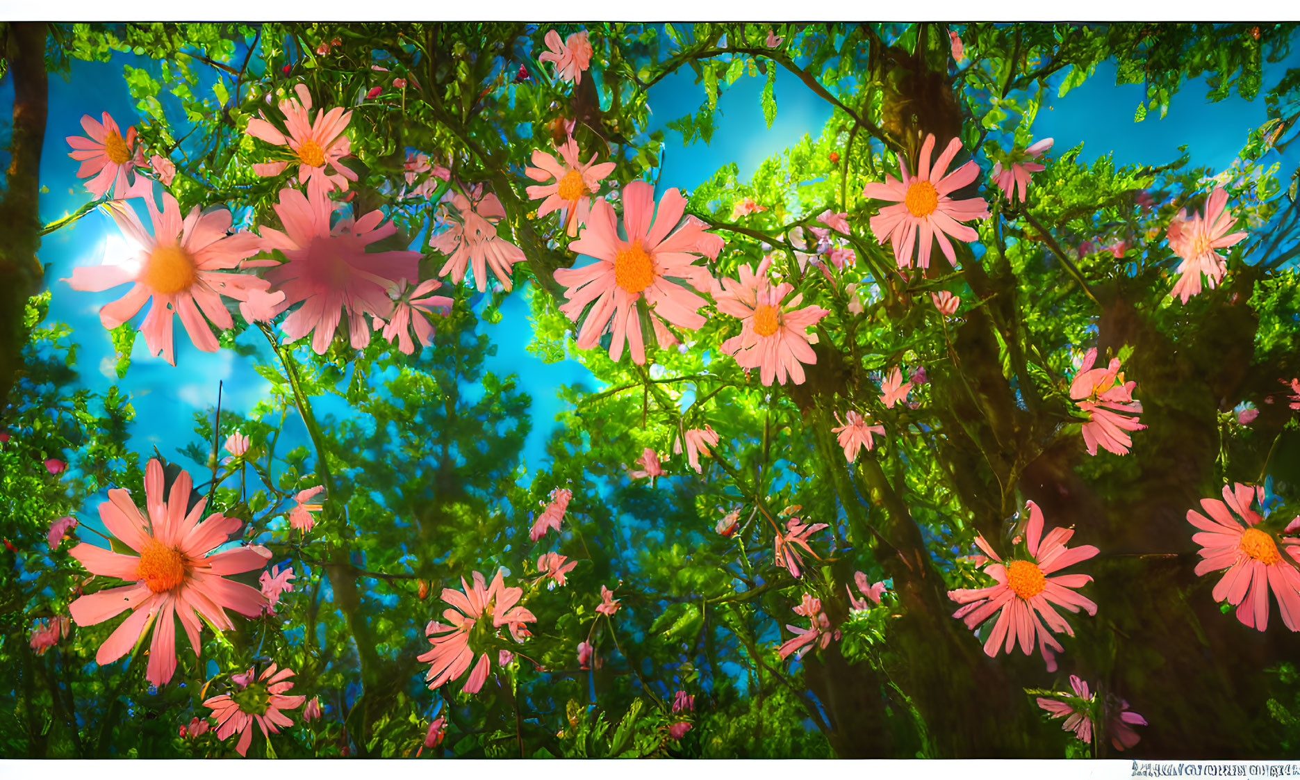 Pink flowers under sunny blue sky with lush green tree branches - a vibrant low-angle view