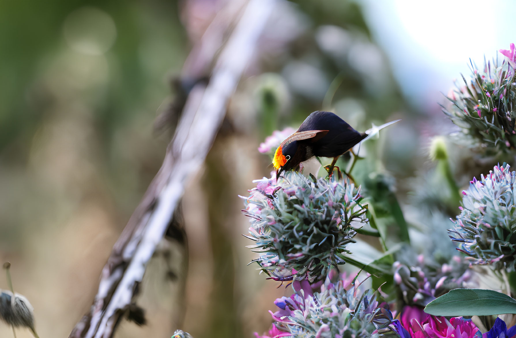 Colorful Bird Perched Among Purple Flowers in Soft-focus Setting