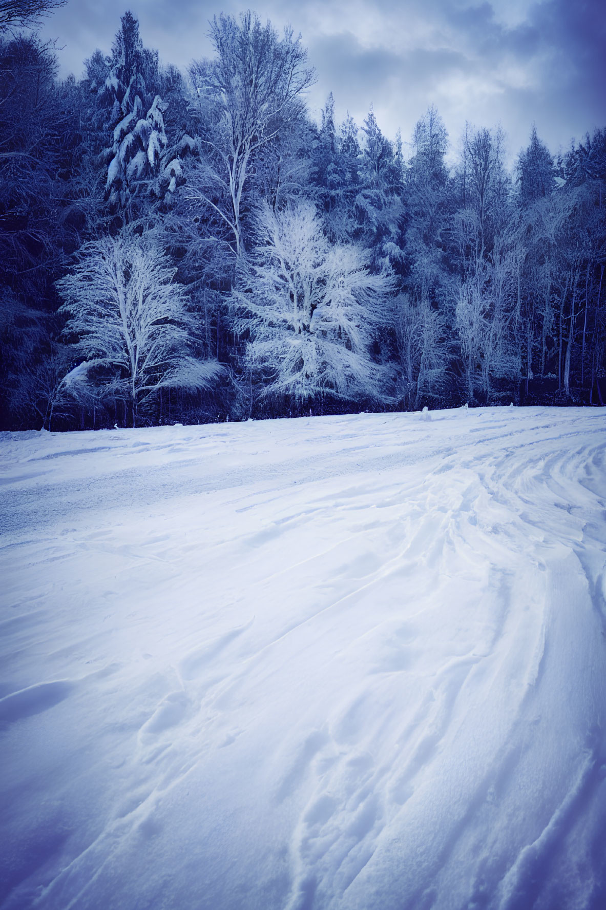 Winter scene: Snowy field with tracks to frosty forest under cloudy sky