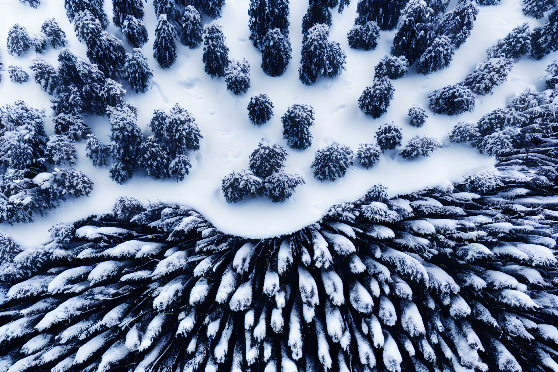 Snowy forest with dense coniferous trees in winter landscape