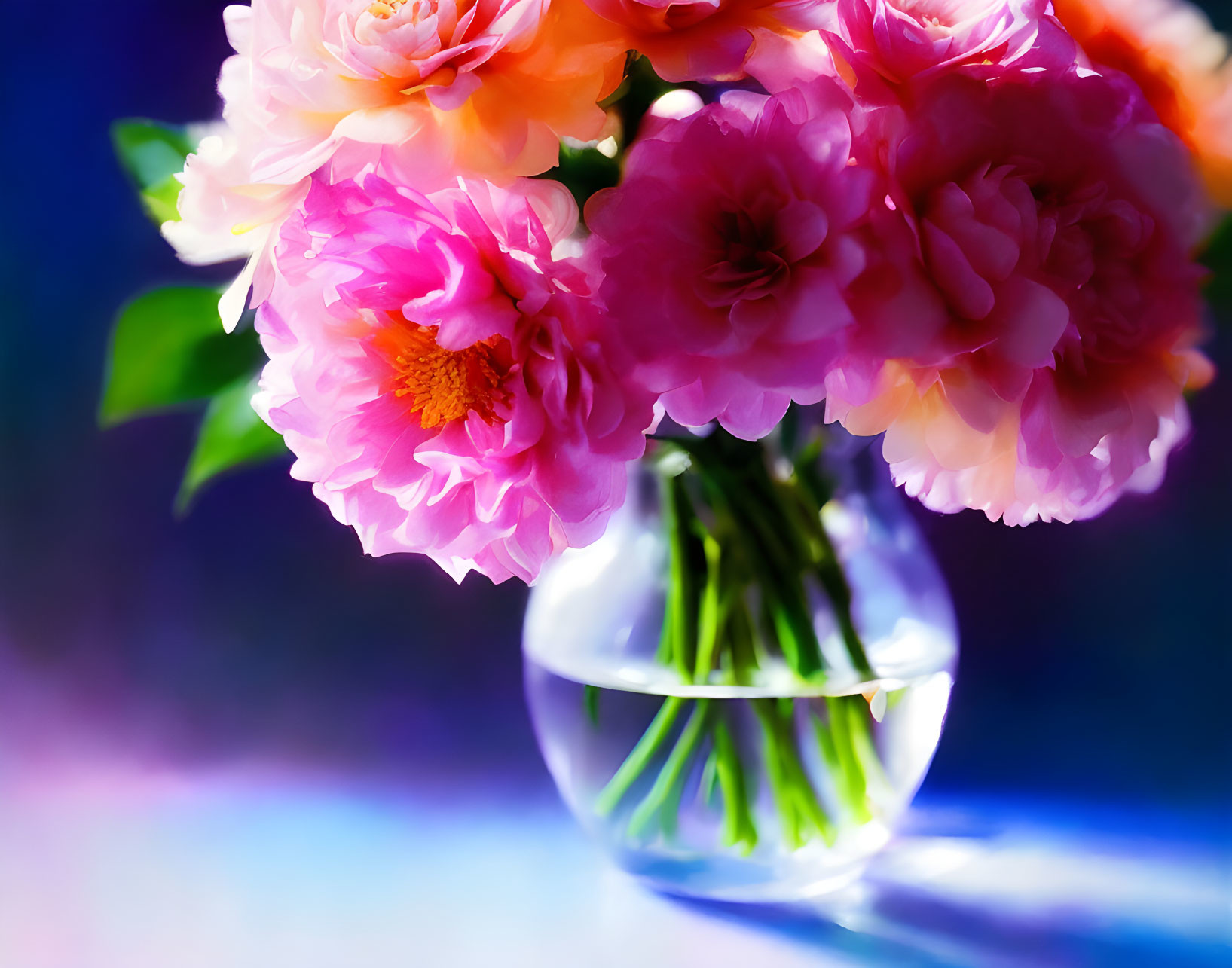 Pink Peonies Bouquet in Glass Vase on Blue and Purple Background