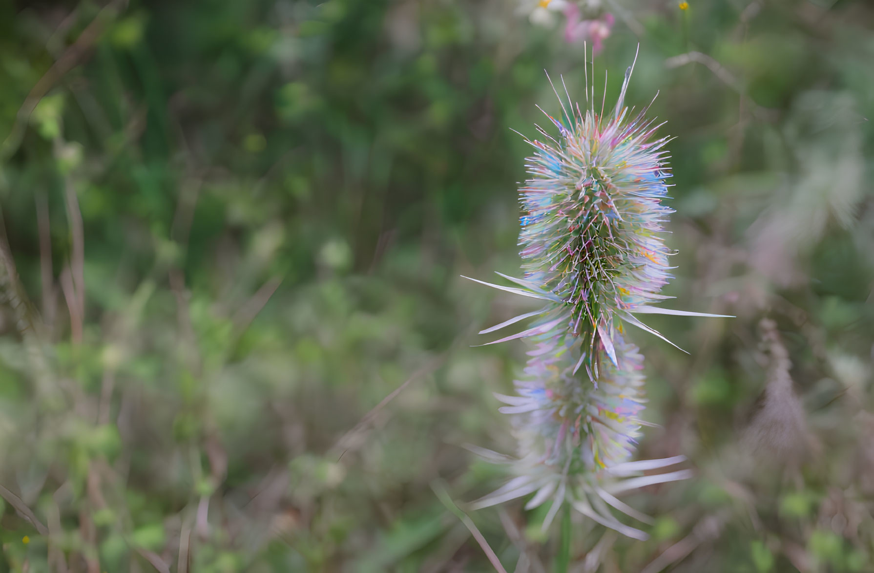 Slender, Spiky Plant with Blue to Pink Gradient on Blurred Green Background