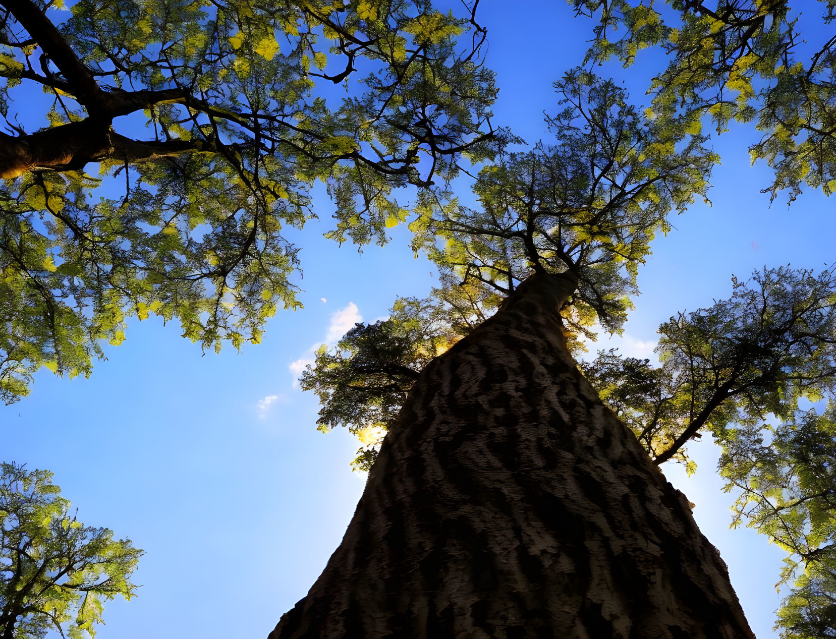 Tall tree trunk against clear blue sky with green leaves