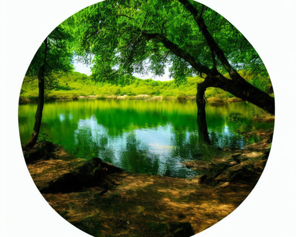 Tranquil forest pond with lush greenery and overhanging branches.