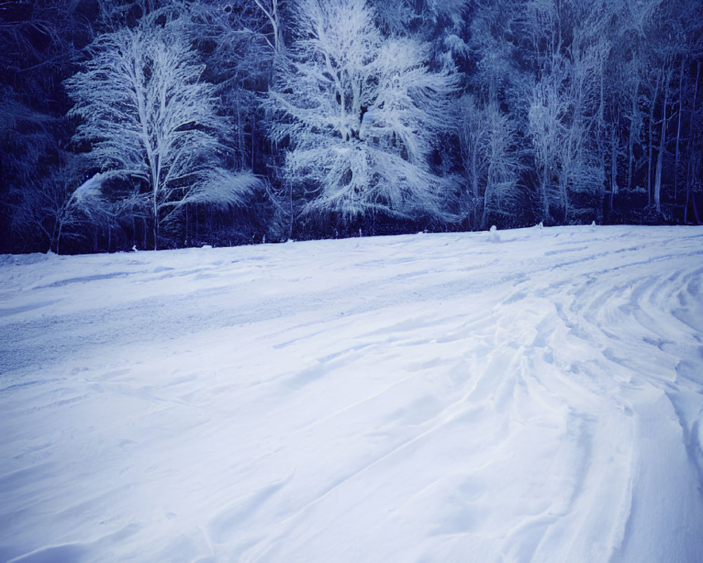 Winter scene: Snowy field with tracks to frosty forest under cloudy sky