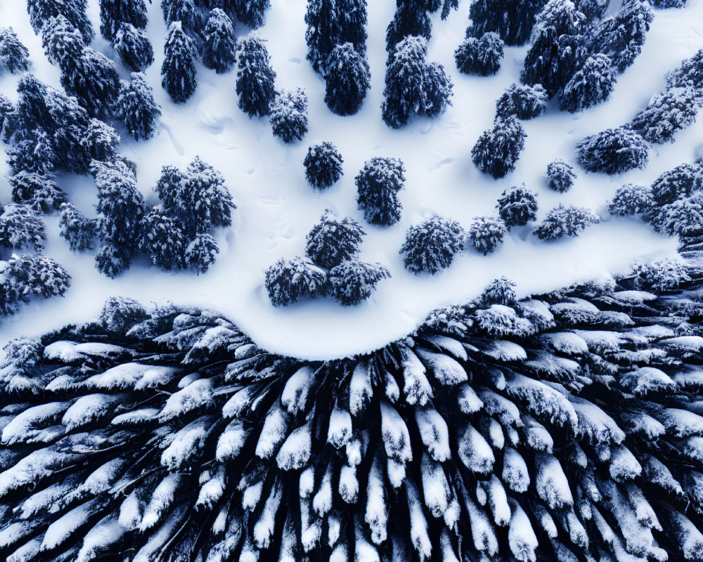 Snowy forest with dense coniferous trees in winter landscape