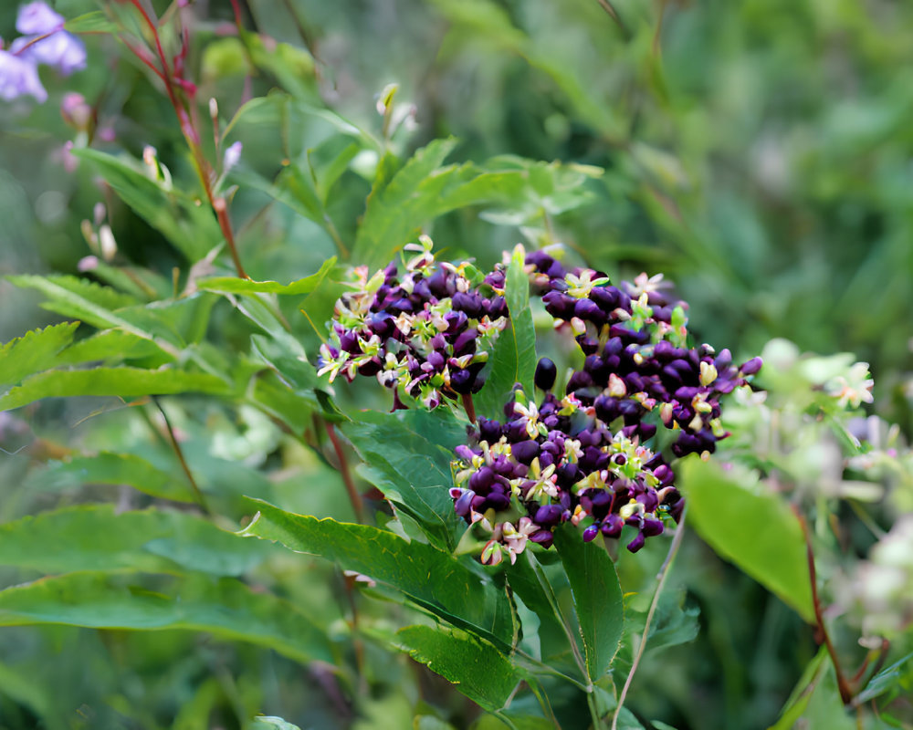 Small Purple and White Flowers with Lush Green Leaves in Blurred Background