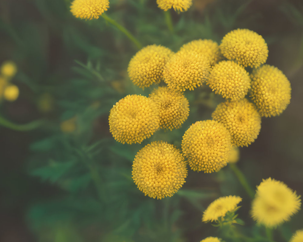 Yellow Button-Like Flowers with Soft-Focus Green Leaves