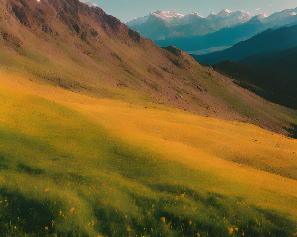 Scenic view of yellow wildflowers on rolling hills with mountains and blue sky