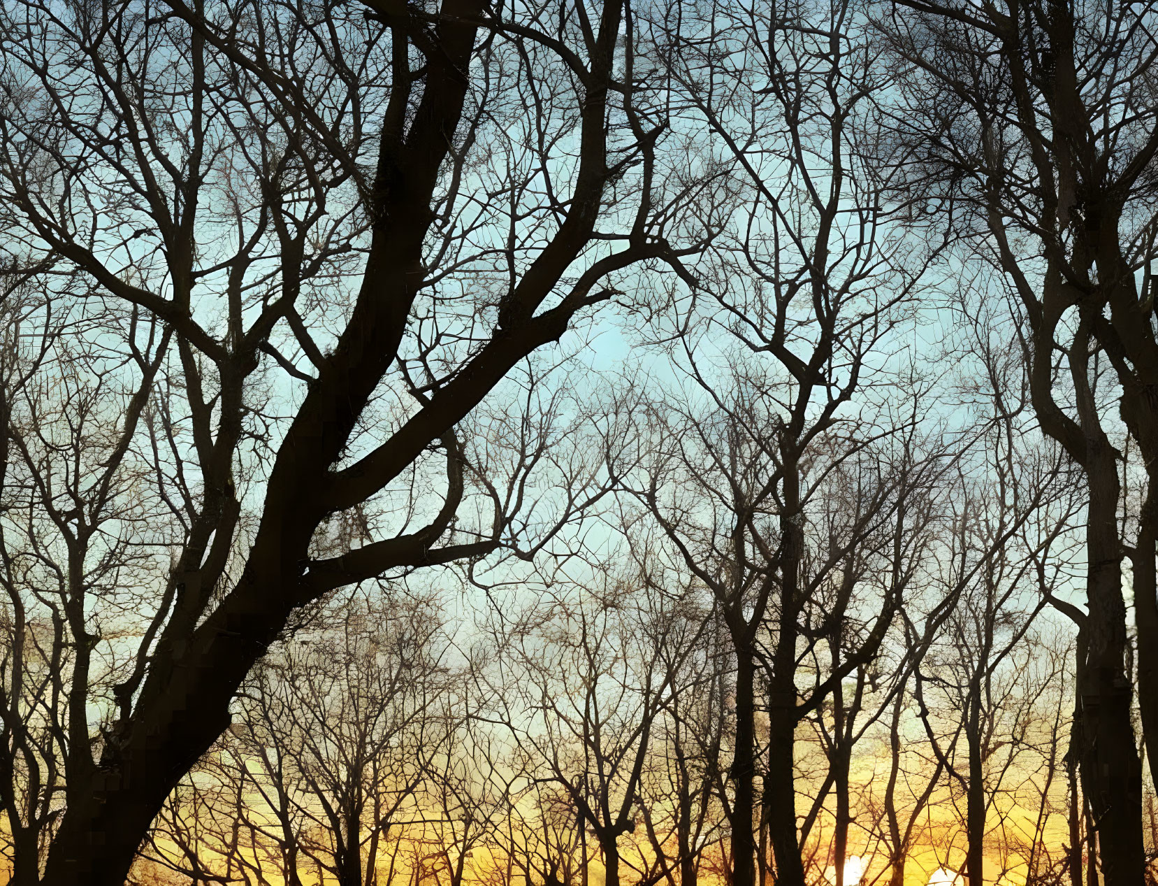 Twilight Sky with Bare Tree Silhouettes in Yellow and Blue