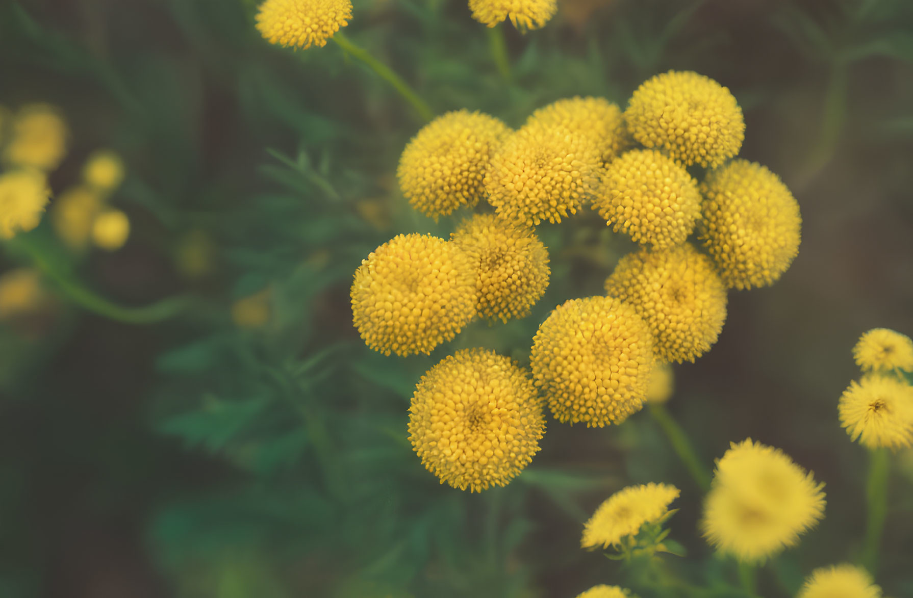 Yellow Button-Like Flowers with Soft-Focus Green Leaves
