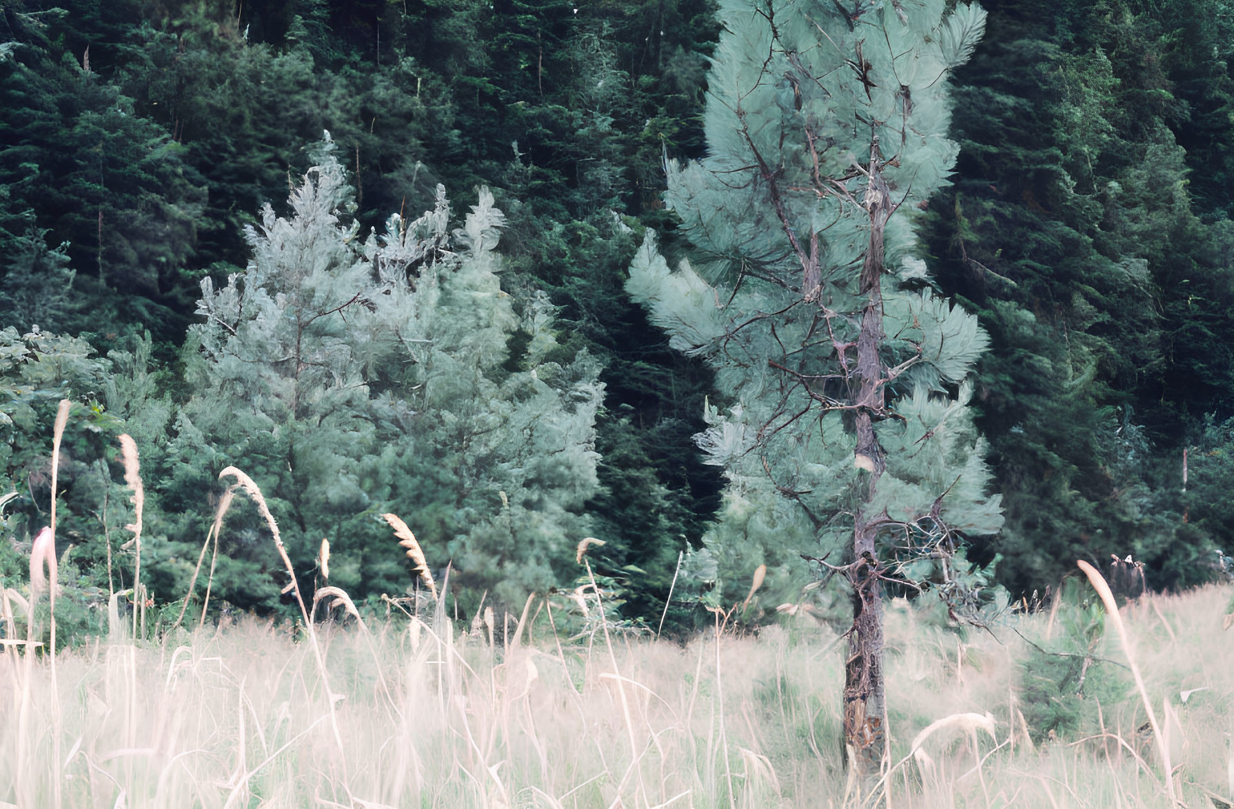 Tranquil forest landscape with evergreen trees and tall grass