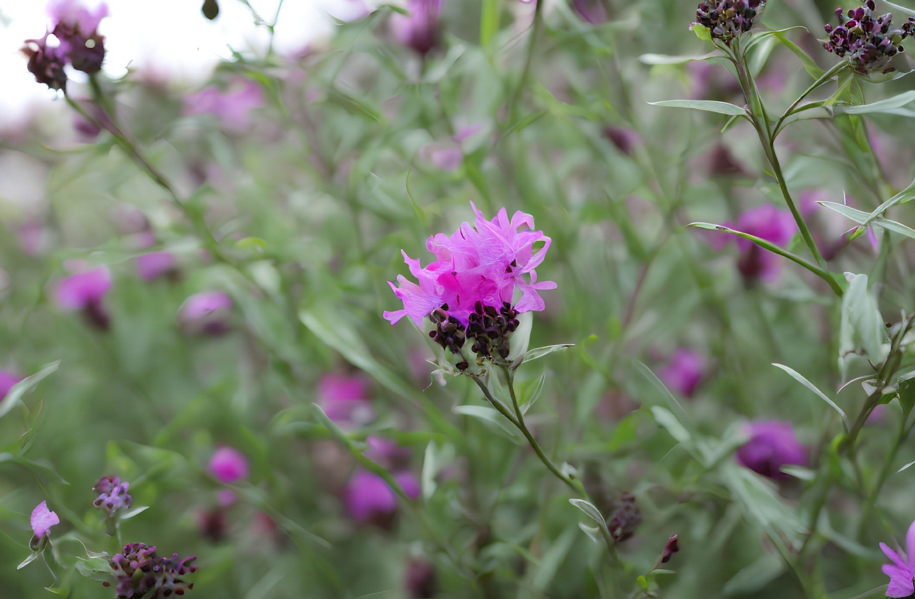 Pink Flower Surrounded by Green Stems and Purple Flowers