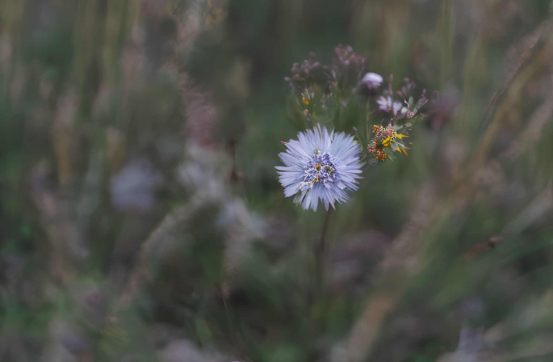 White Fringed Edge Flower on Blurred Green Background