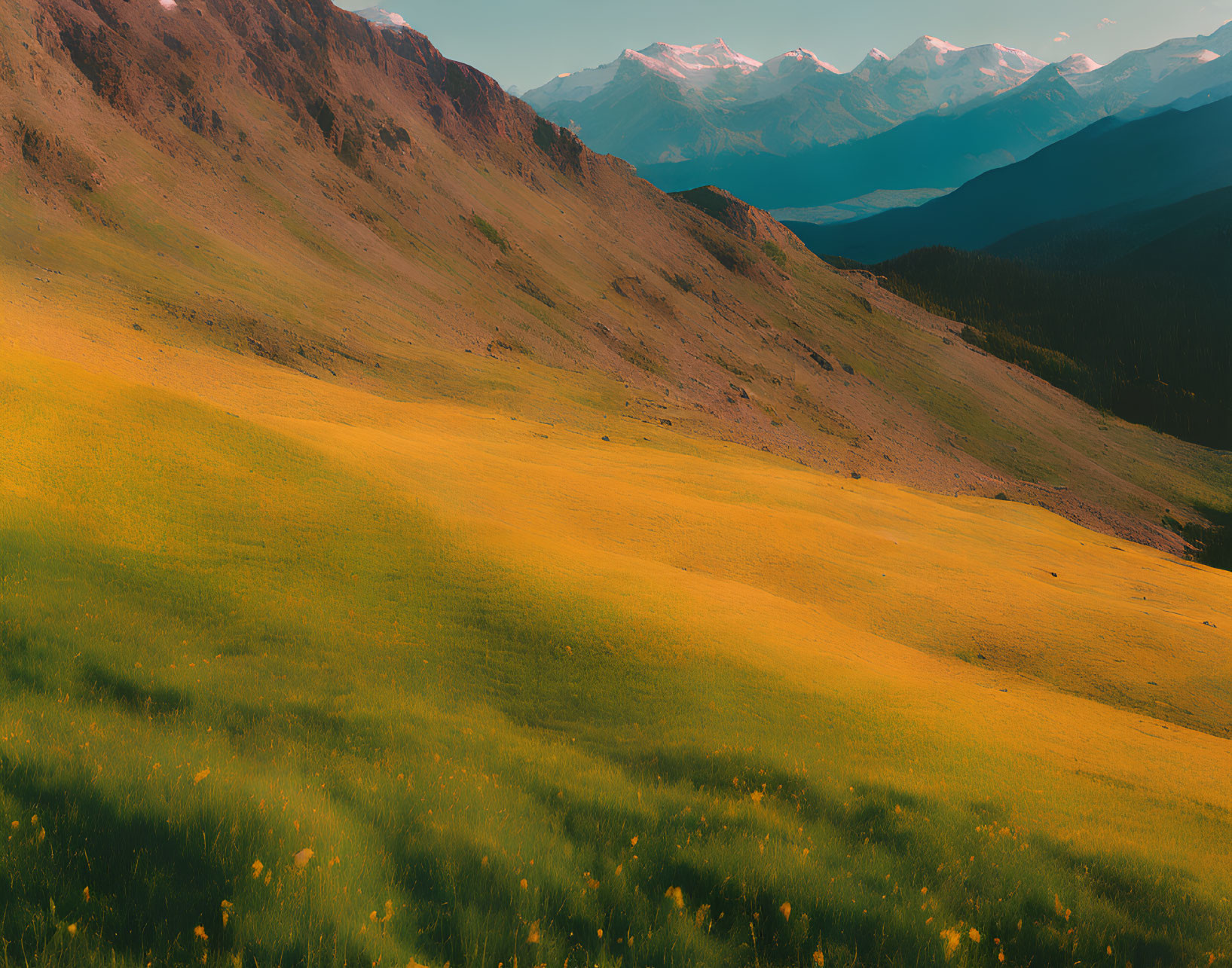 Scenic view of yellow wildflowers on rolling hills with mountains and blue sky