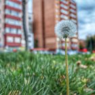 Blue flower in focus in green field with red flowers and buildings in the backdrop