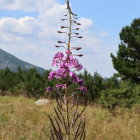 Purple Flower Stands Tall in Meadow with Trees and Mountain