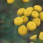 Yellow Button-Like Flowers with Soft-Focus Green Leaves