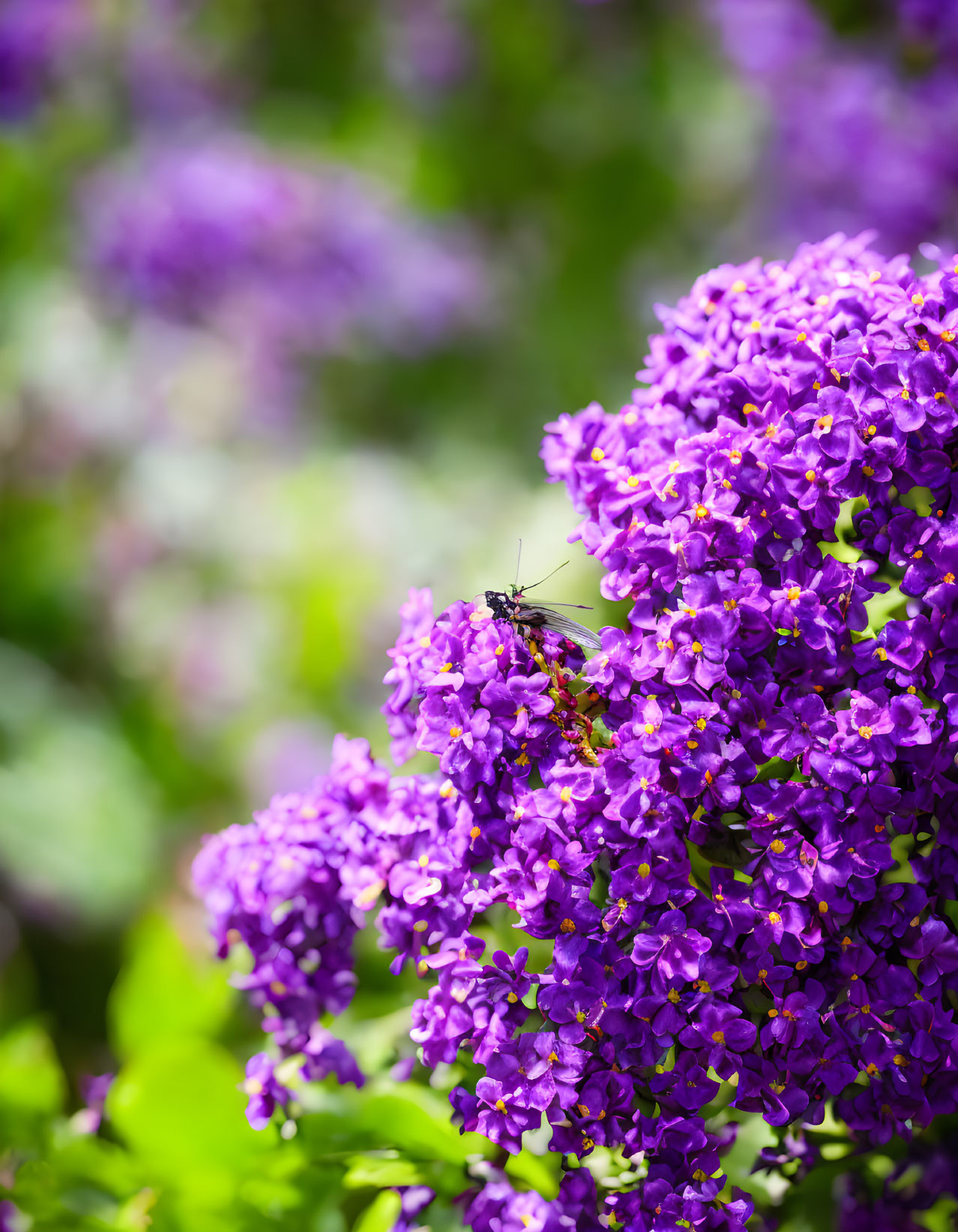 Purple Lilac Flower with Black Insect on Green Bokeh Background