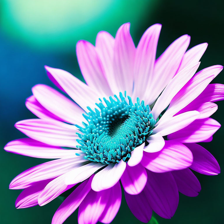 Vibrant pink daisy with blue center on blurred green backdrop