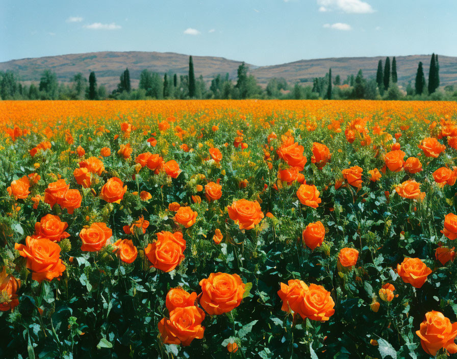 Vibrant Orange Rose Field Blooming Under Clear Sky