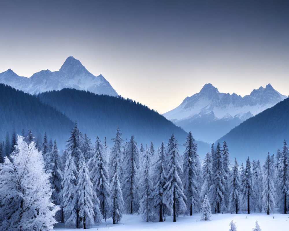 Frosted evergreen forest with snowy trees and misty mountains at twilight