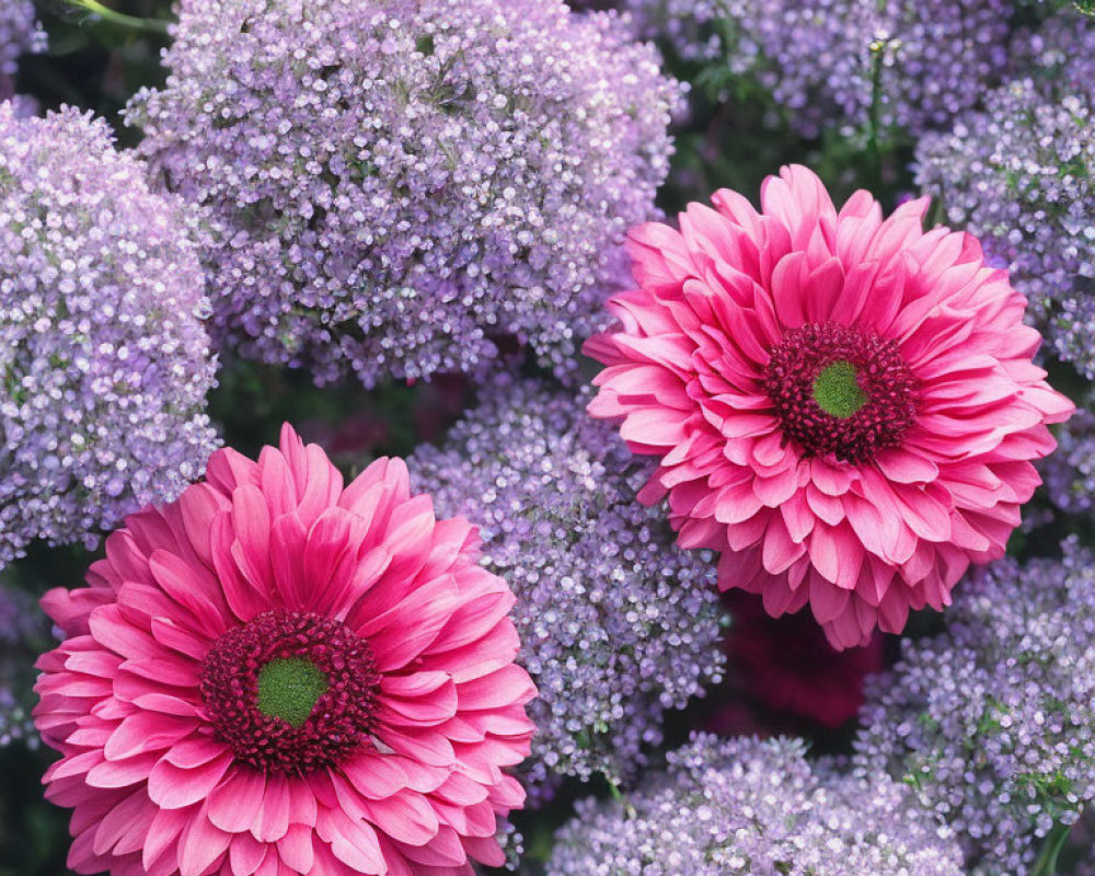 Vibrant pink gerbera flowers contrast delicate purple blooms