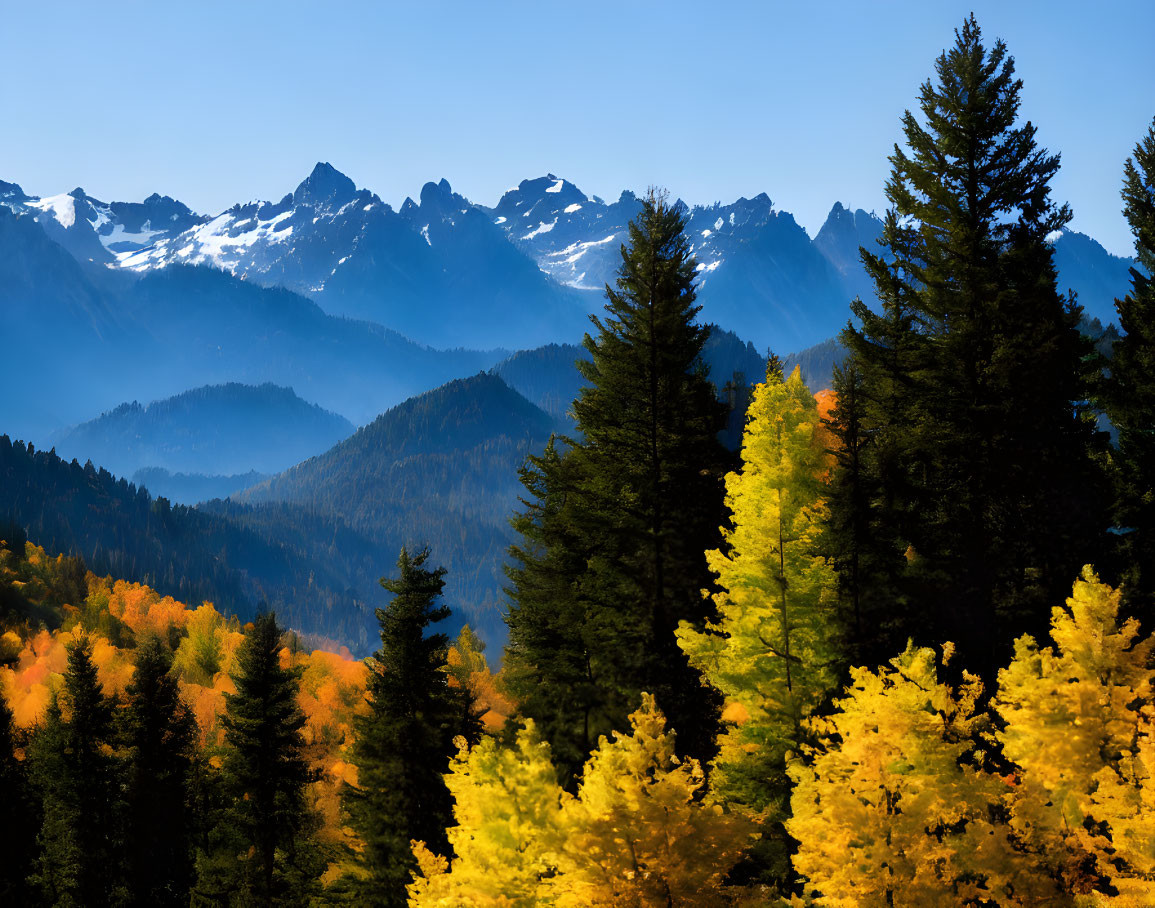 Autumn forest landscape with yellow and green trees, snowy mountains, and clear blue sky