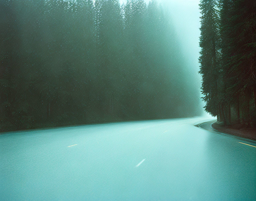 Misty forest road with dense trees and disappearing curve