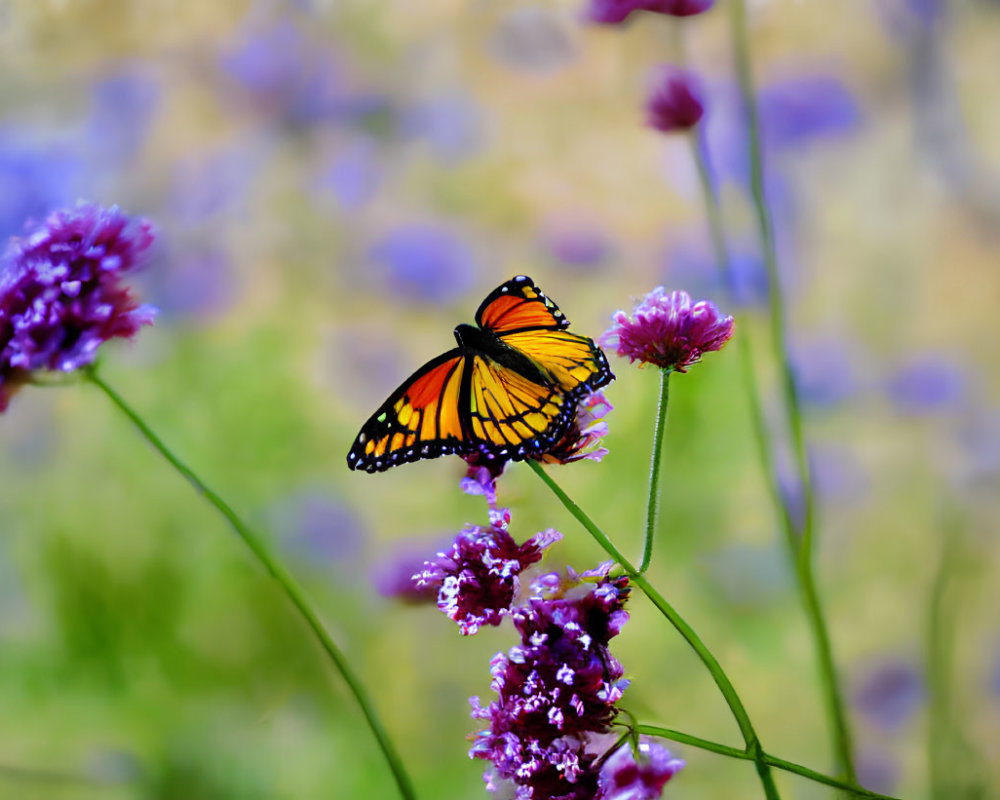 Colorful monarch butterfly on purple flower with soft-focus background