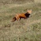 Orange Fox in Grassy Area with Colorful Mushrooms and Foggy Forest