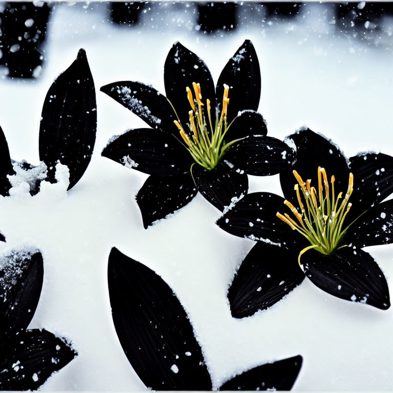 Purple Flowers with Yellow Stamens in Snowy Scene