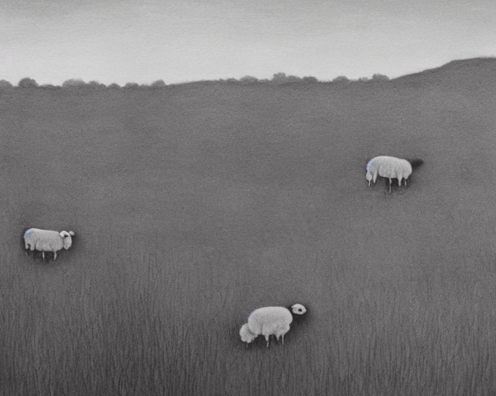 Three sheep with colored markings grazing in misty, grey-toned field