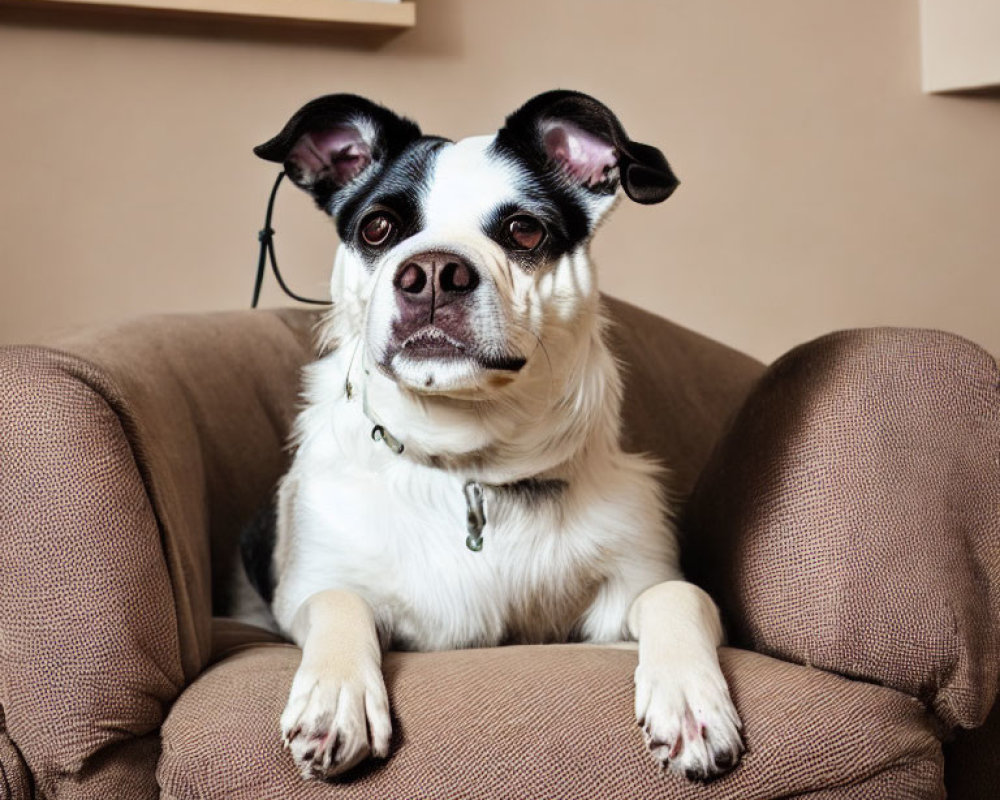 Black and White Dog Sitting on Brown Armchair