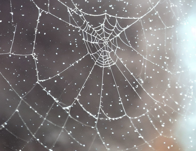 Detailed Close-Up of Dew-Covered Spider Web Patterns