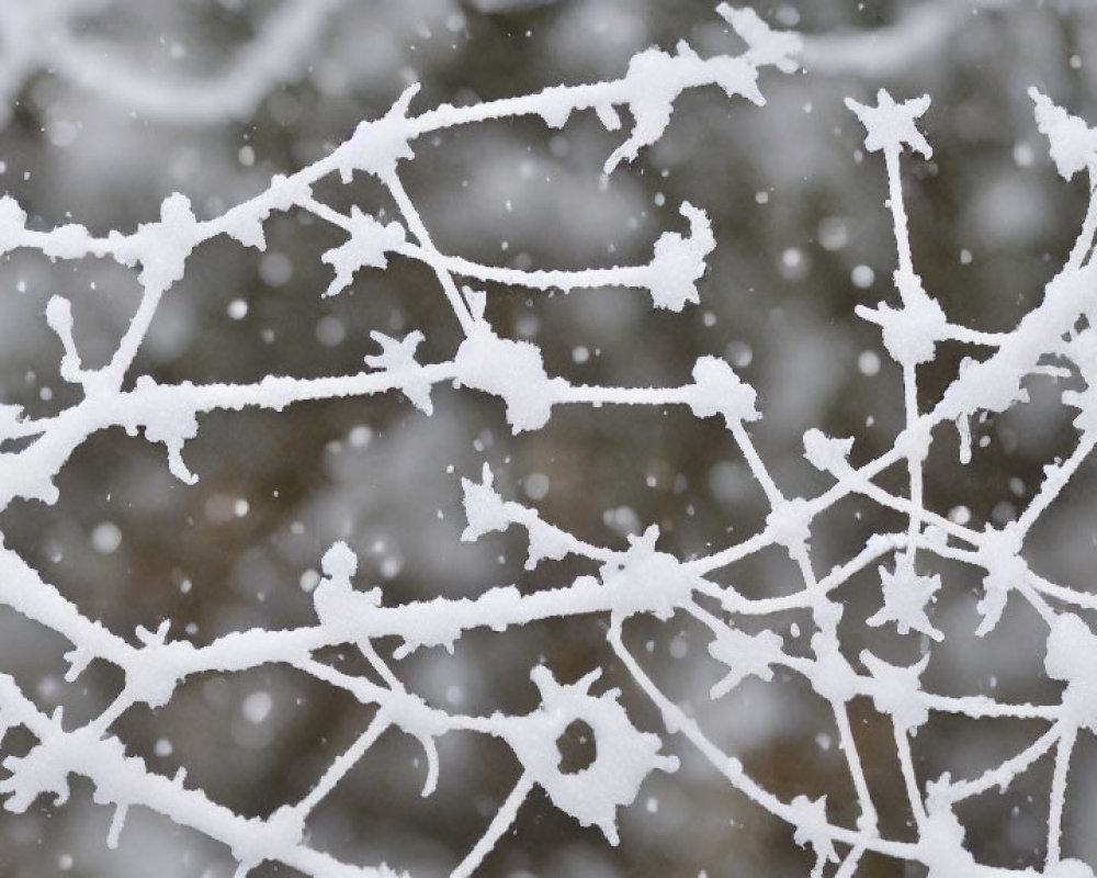 Snow-covered bare tree branches in falling snowflakes