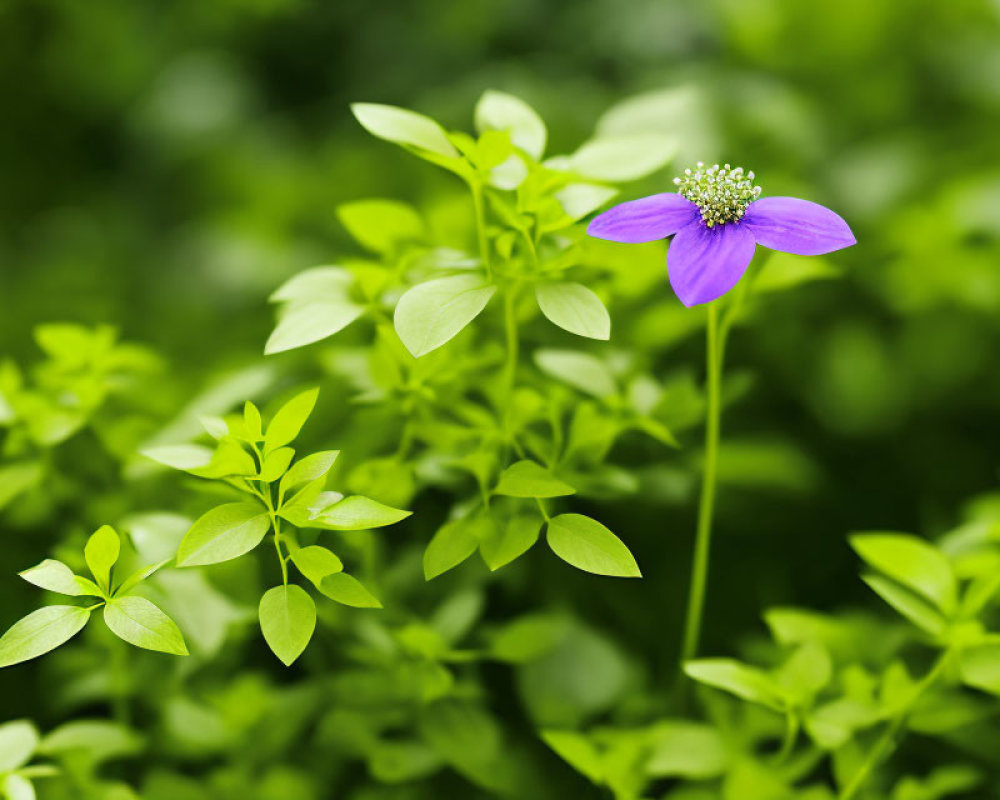 Purple Flower Against Soft-Focus Green Leaves