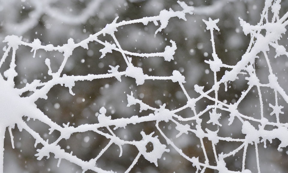 Snow-covered bare tree branches in falling snowflakes