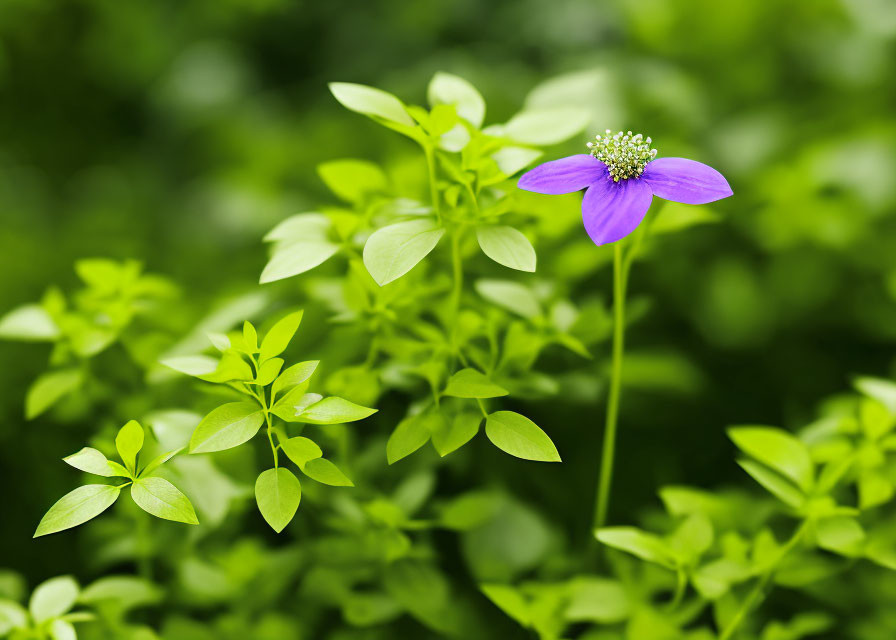 Purple Flower Against Soft-Focus Green Leaves