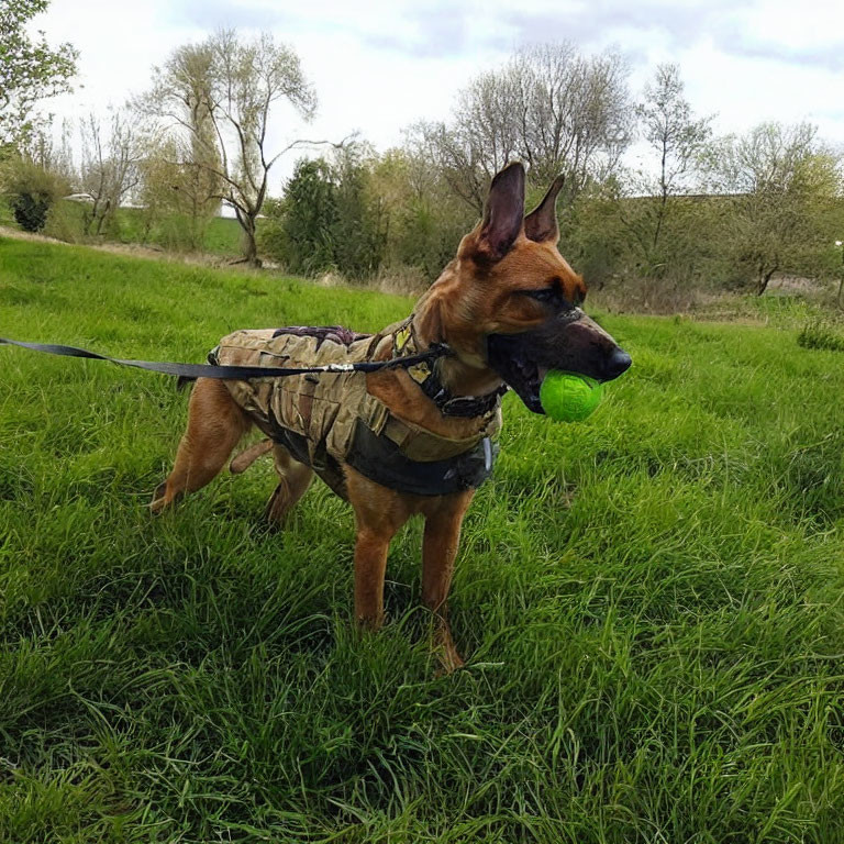 Camouflaged dog in vest with green ball on grass with trees