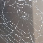 Detailed Close-Up of Dew-Covered Spider Web Patterns