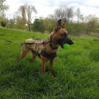 Camouflaged dog in vest with green ball on grass with trees